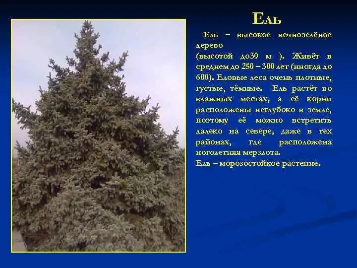 Где растет ель природная зона. Ель высота дерева. Вечнозеленое дерево высотой до 30. Ель высокое вечнозеленое дерево. Сколько растет ель обыкновенная.