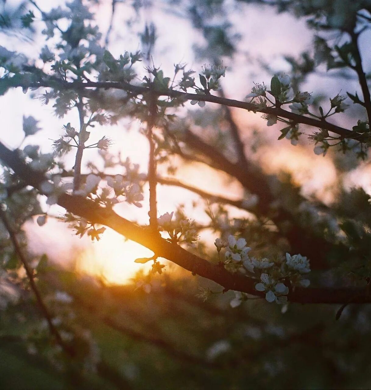 Розовое облако. Розовое небо с облаками. Утро в весеннем лесу. Мрачный пейзаж. Мрачный лес.