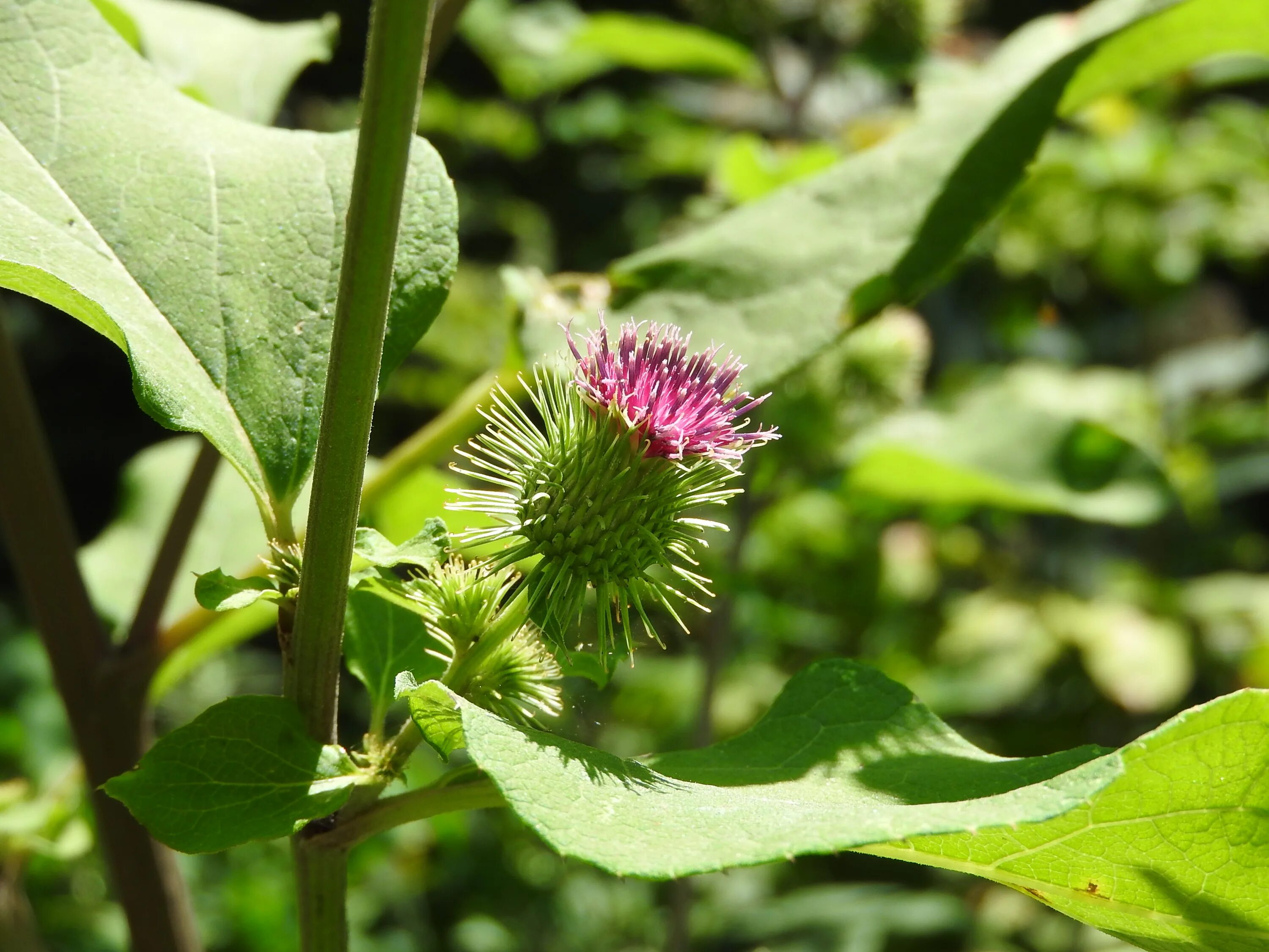 Лопух мужчинам. 137. Лопух овощной японский (гобо) - Arctium Lappa.. Arctium umbrosum. Ядовитый лопух. Лопух — российский женьшень..