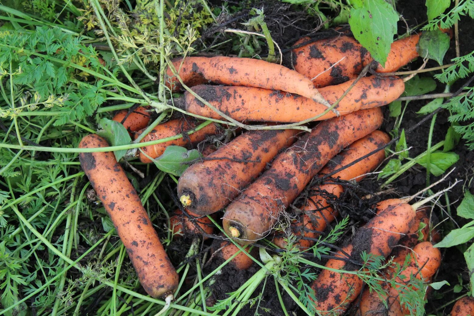 Масса выращенной моркови в 3 раза. Всходы моркови. Выращивание моркови. Морковь выращивают в Московской и Ленинградской области. Выращивание моркови Карелия.