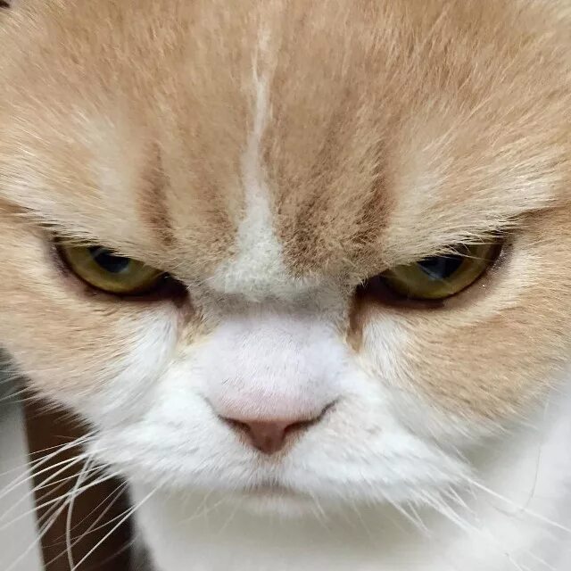 Недовольный котенок фото Грозный Кот Пикабу