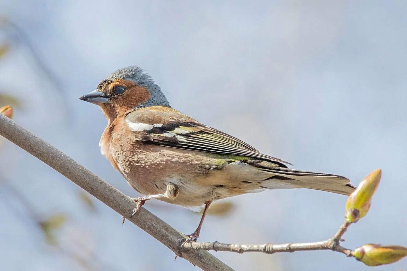 Зяблик обыкновенный ( fringilla coelebs). Фрингилла зяблик. Зяблик рюмит. Зяблик геншин. Зяблик.