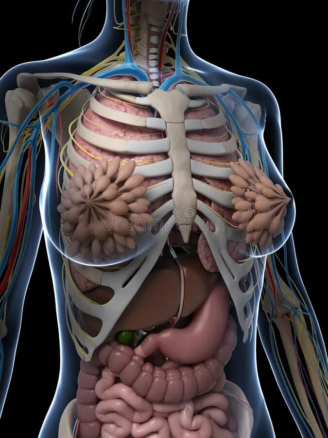 Организм на фотографии является. Человеческий организм в разрезе. Внутренние женские органы анатомия.