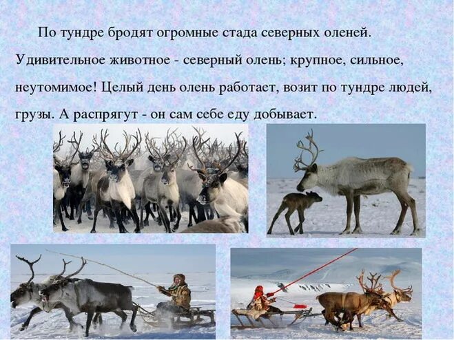 рассказ о олене. северный олень в тундре доклад. сообщение про северного оленя. проект про оленя. рассказ про северного оленя.