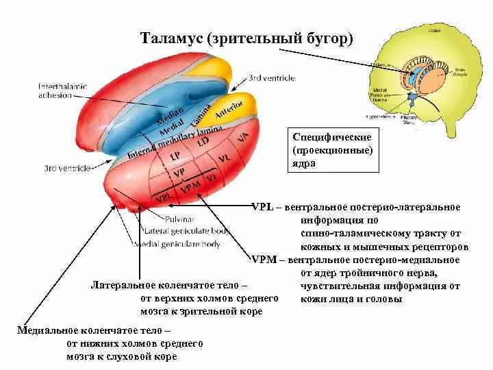 Каковы функции таламуса. Таламус (Thalamus, зрительный бугор). Схема расположения ядер таламуса. Ядра таламуса схема. Заднелатеральное ядро таламуса.