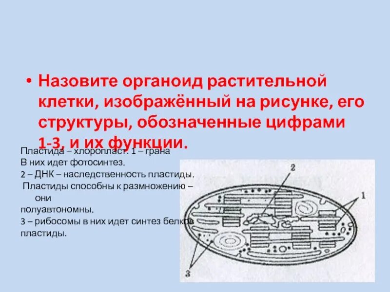 Хлоропласт изображен. Назовите органоид растительной клетки и его структуру. Органоиды растительных клеток хлоропласты. Аоганойды росттелной кдптки. Органоида оастительной клетки.