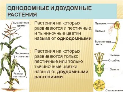 Какие растения называют двудомными