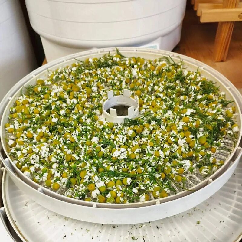 Сухая ромашка. Сяке филадельфия маки. Засушенная ромашка. Ромашковый чай. Японская кухня.