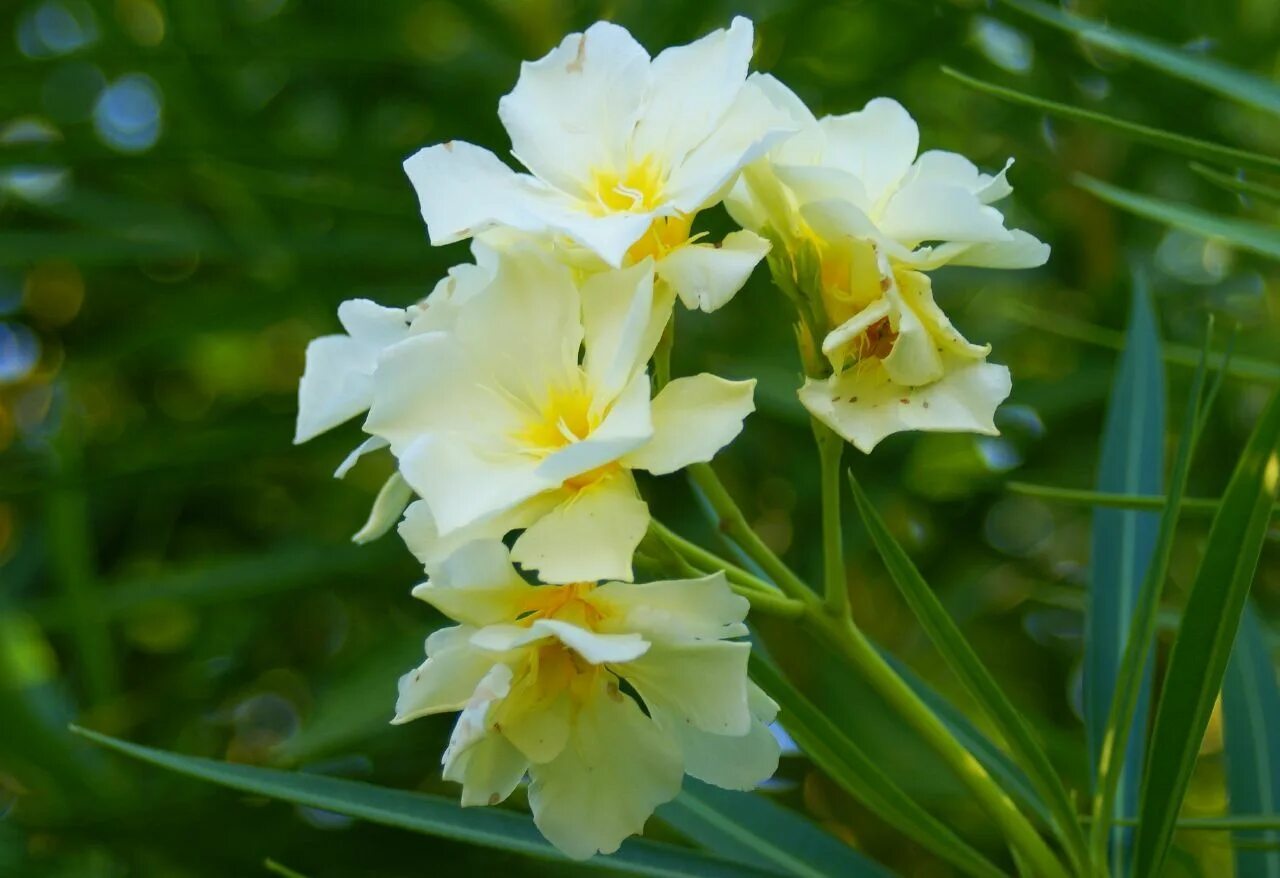 Олеандр luteum Plenum. Олеандр lutеum Рlеnum. Олеандр желтый. Nerium Oleander "luteum Plenum" - Олеандр.