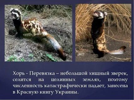Перевязка занесена в красную книгу или нет
