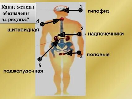 Какие железы обозначены на рисунке цифрами