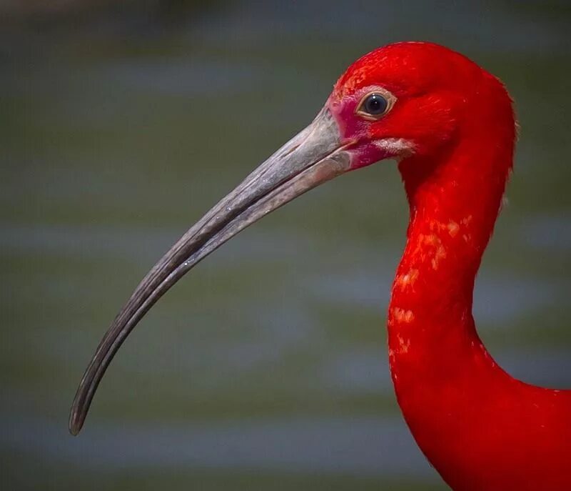 Зоб у пеликана. Императорский журавль. Африканский аист африканский марабу. Белая американская цапля. Большой крохаль mergus merganser.