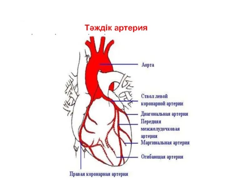 Диагональные артерии. Левая огибающая коронарная артерия. передней межжелудочковой артерии. расположение коронарных артерий. ветви левой коронарной артерии.