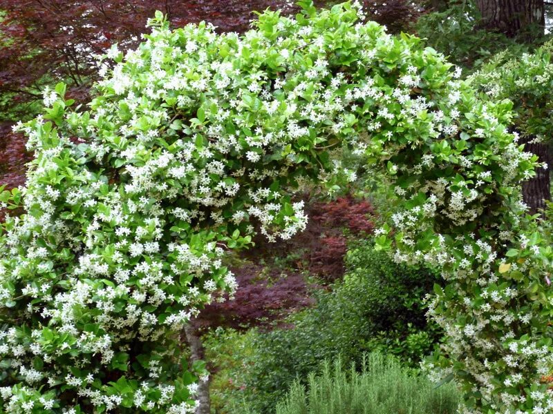 Чубушник венечный (philadelphus coronarius). Чубушник жирандоль. Чубушник батлер. Чубушник венечный вирджинал. Чубушник венечный.