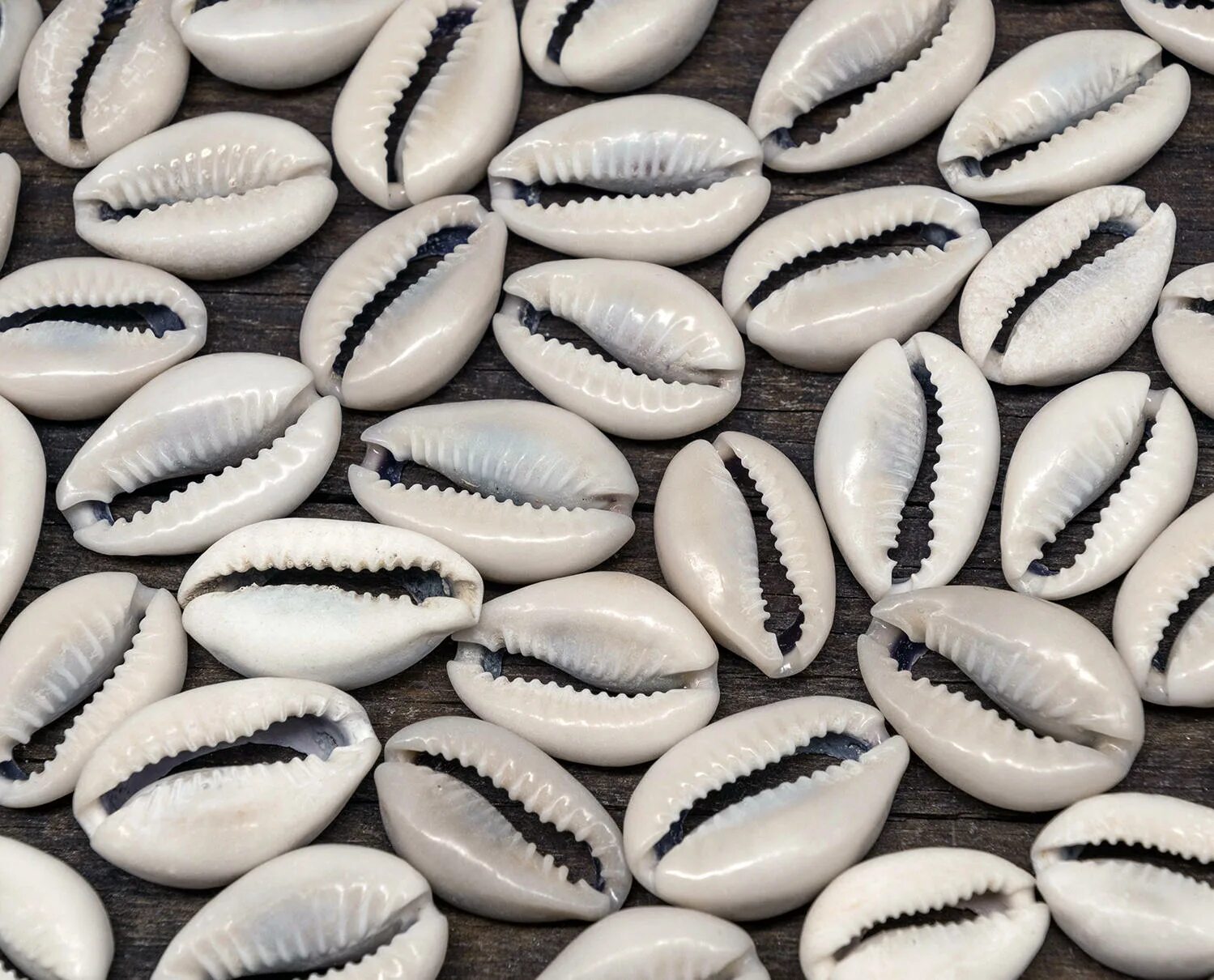 Cowrie Cowry. Ракушки Каури. Каури моллюск. Раковины Каури Китай. Первые деньги ракушки