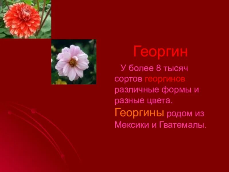 Георгин род. Георгин род существительного. георгин сорт пионерский галстук фото и описание.