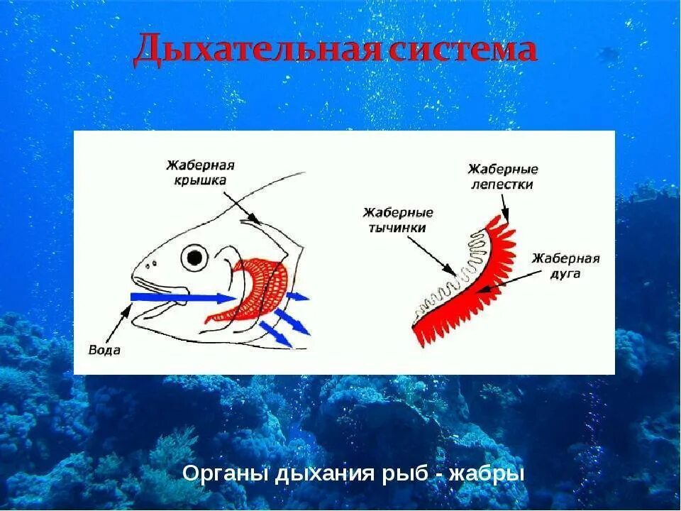 Жаберные дуги рыб. Строение жабр рыб. Строение жабр костных рыб. Строение жаберной дуги у рыб. Рыба дышащая легкими