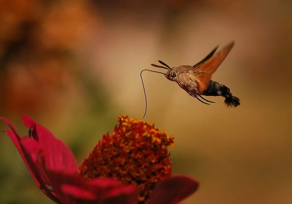 Бражник дубовый. Праздник сегодня бражник. Праздник сегодня бражник. Праздник сегодня бражник. Мотылек бражник.