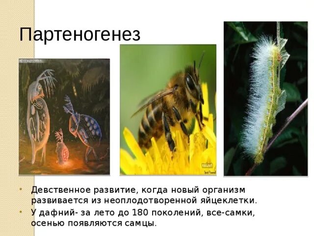 Виды партеногенеза животных. Партеногенез у насекомых примеры. партеногенез у животных. партеногенез примеры животных. партеногенез примеры организмов.