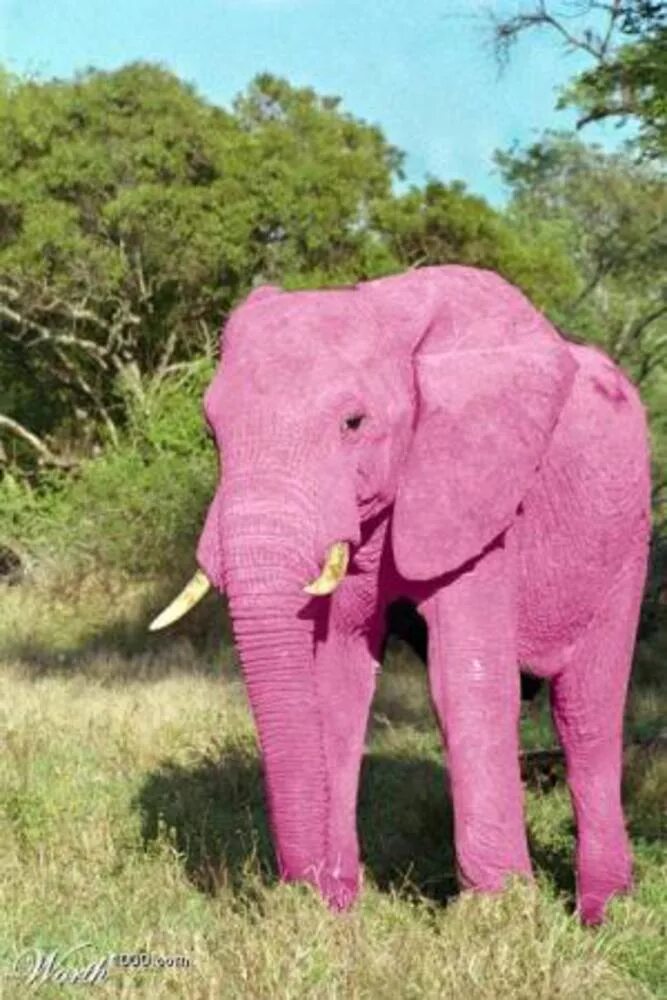 Розовый слон. Розовый Слоник. Розовые слоны. Розовый слон в природе. Elephant present