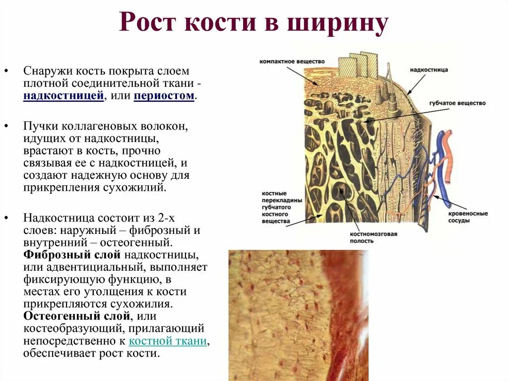 Какая структура обеспечивает кости в ширину