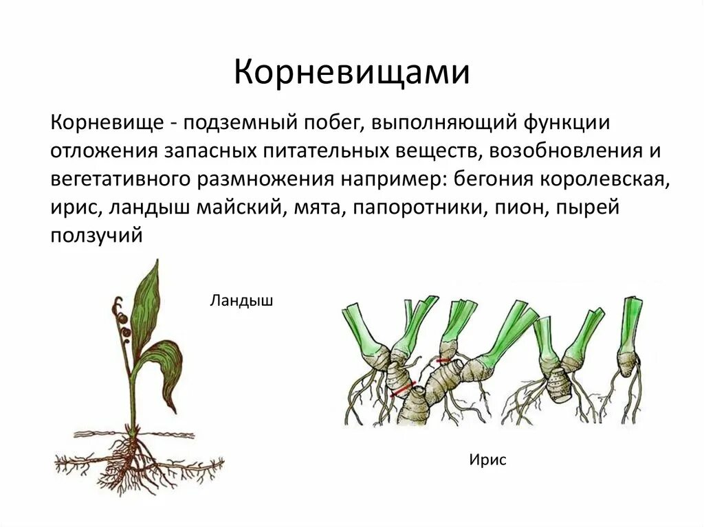 Вегетативное размножение корневищами. Вегетативное размножение rjhytdbof. Вегетативное размножение корневыми черенками. Вегетативное размножение подземными побегами. Споры развиваются на побегах