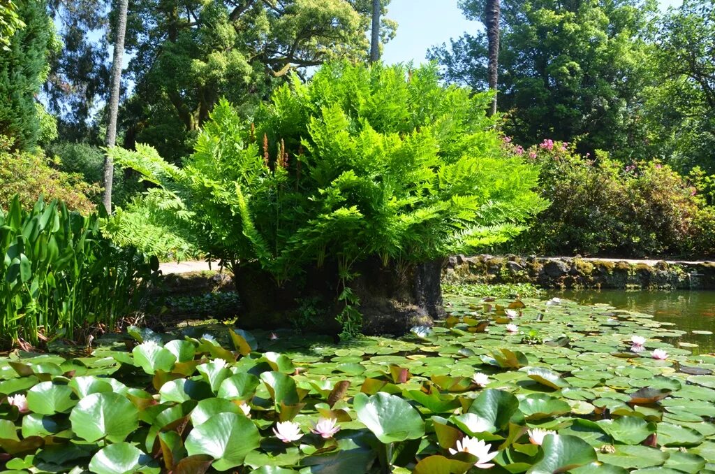 Gardens батуми. Батумский ботанический сад. ботанический сад грузия батуми. батумский ботанический сад грузия. ботанический сад на зелёном мысе грузия.