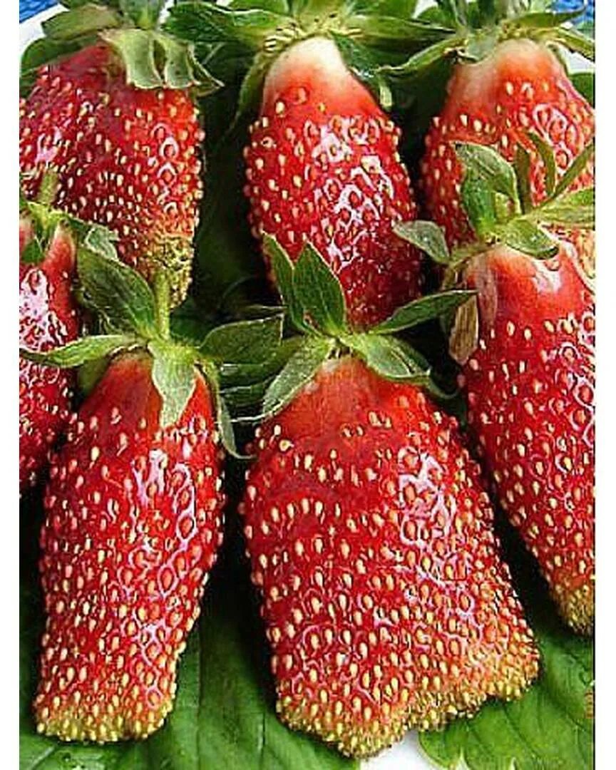 ремонтантная клубника черный принц. клубника прямоугольной формы. садовая земляника (клубника) бравура (ремонтантная). сезон клубники в египте. клубника прямоугольной формы.