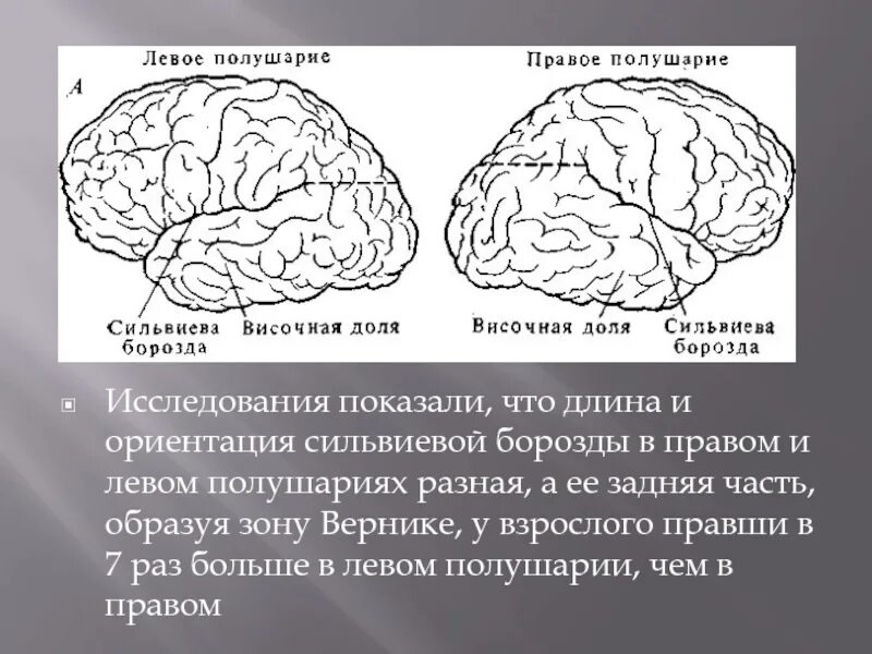 Сильвиева борозда головного мозга. Роландова и сильвиева борозда. Сильвиева борозда разделяет мозг на. Анатомия плода сильвиева борозда. Левое полушарие доли