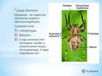 Паукообразные среда обитания