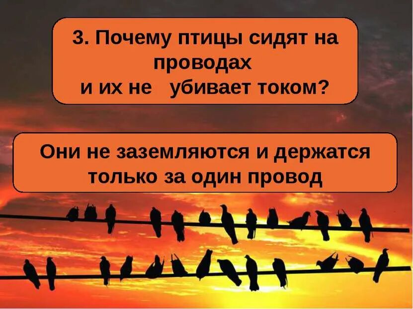 Почему птиц не бьёт током на проводах. Почему птицы сидят на проводах. Почему птицы сидят на проводах и их не бьет током. Почему птиц сидящих на проводах не бьет током. Почему птица на проводе не гибнет.