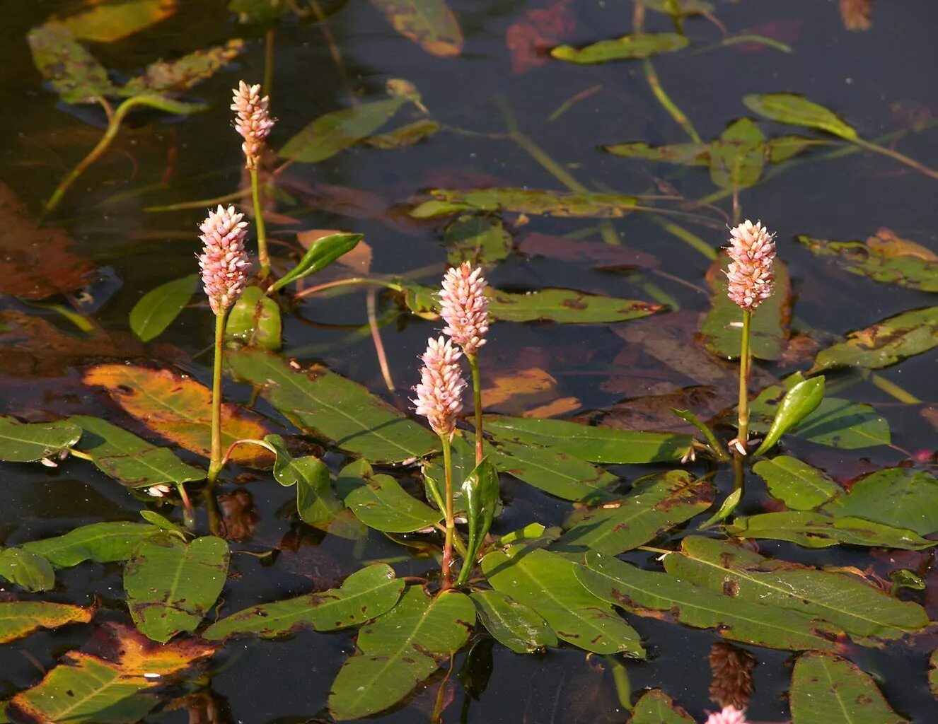 река горец. горец земноводный (persicaria amphibia). горец амгинский. река горец. Polygonum amphibium – горец земноводный.