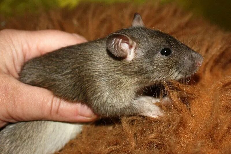 Крыса фото названиями. Редкие виды грызунов. Серая и черная крысы. Зверек похожий на крысу. Агути окрас крысы.