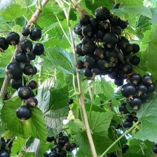 Смородина вкус