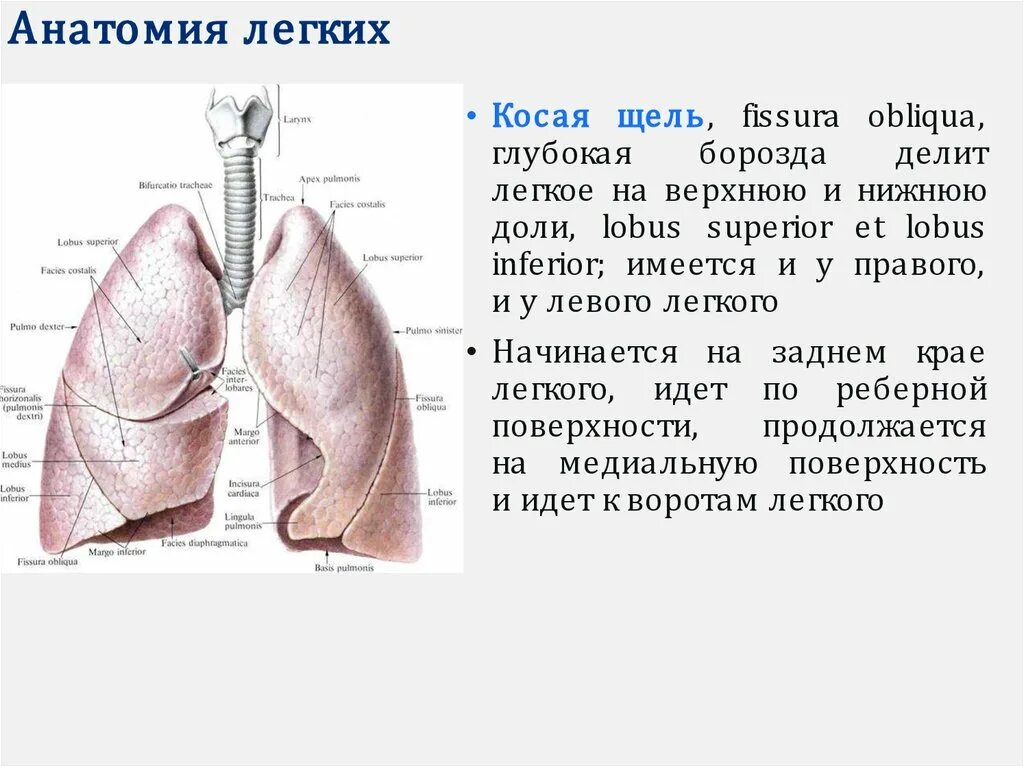 Дыхательная площадь легких. Косая щель левого легкого разделяет. Междолевая борозда левого легкого. Междолевые щели легких анатомия. Косая щель правого легкого отделяет.