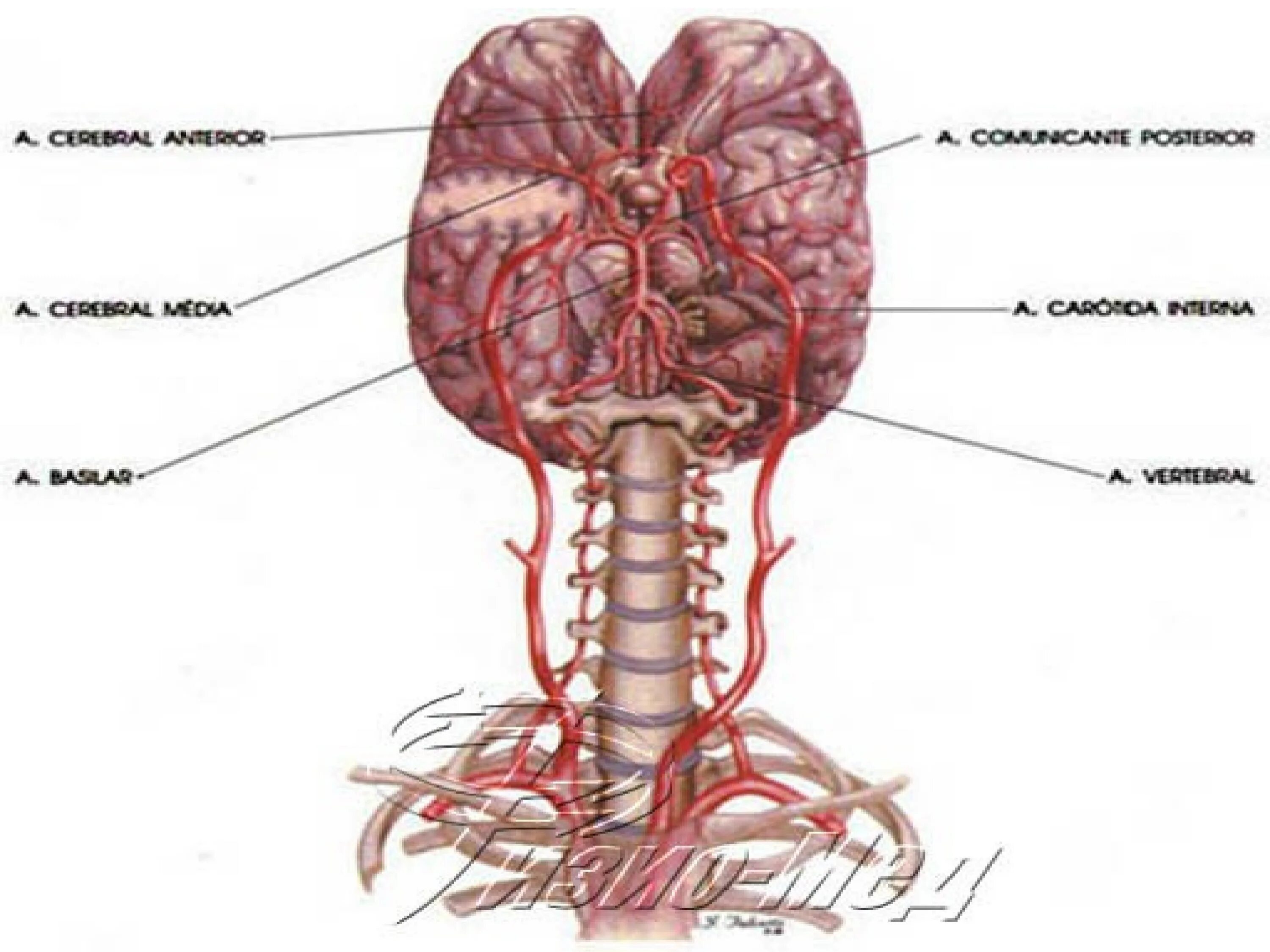 Артерии вертебробазилярной системы. Вертебро-базилярная недостаточность позвоночная артерия. Вертебро базилярная артериальная система. Базилярная артерия анатомия.