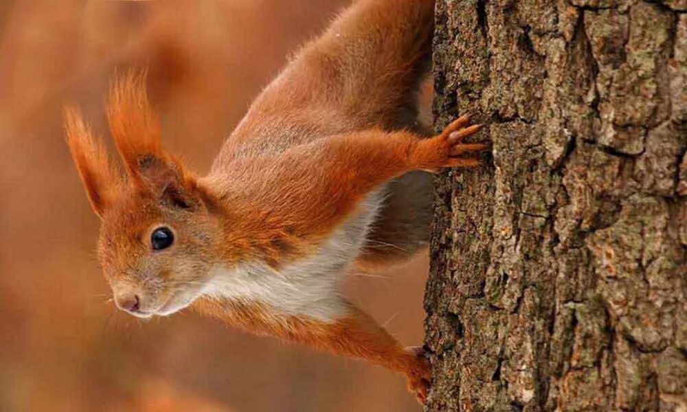 Обыкновенная белка. Белка обыкновенная – Sciurus vulgaris. Белка Федюшина. Белка обыкновенная рыжая.