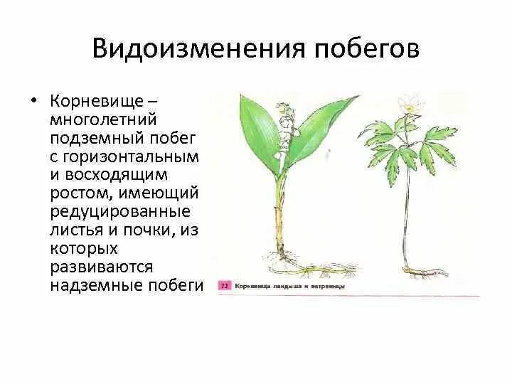 Докажите что корневище растений является побегом. Видоизмененные побеги корневище. Видоизменение побегов корневище. Корневище это видоизмененный побег. Видоизменения побегов у фикуса.