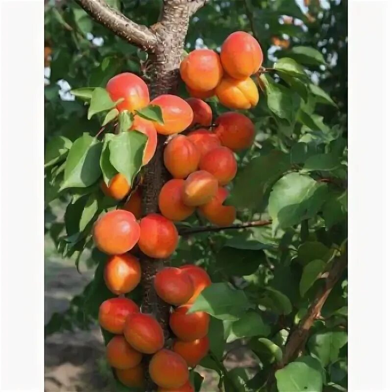 "абрикос колоновидный сорт «санни»". Абрикос колоновидный принц. Абрикос сорт колоновидный звёздный. Абрикос звездный колоновидный. "абрикос колоновидный сорт «санни»".