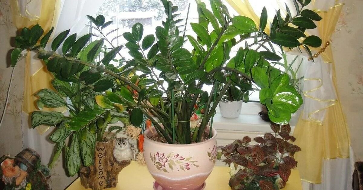 Можно замиокулькас выносить летом на улицу. Замиокулькас. замиокулькас подвязка. замиокулькас черенок. замиокулькас большой.