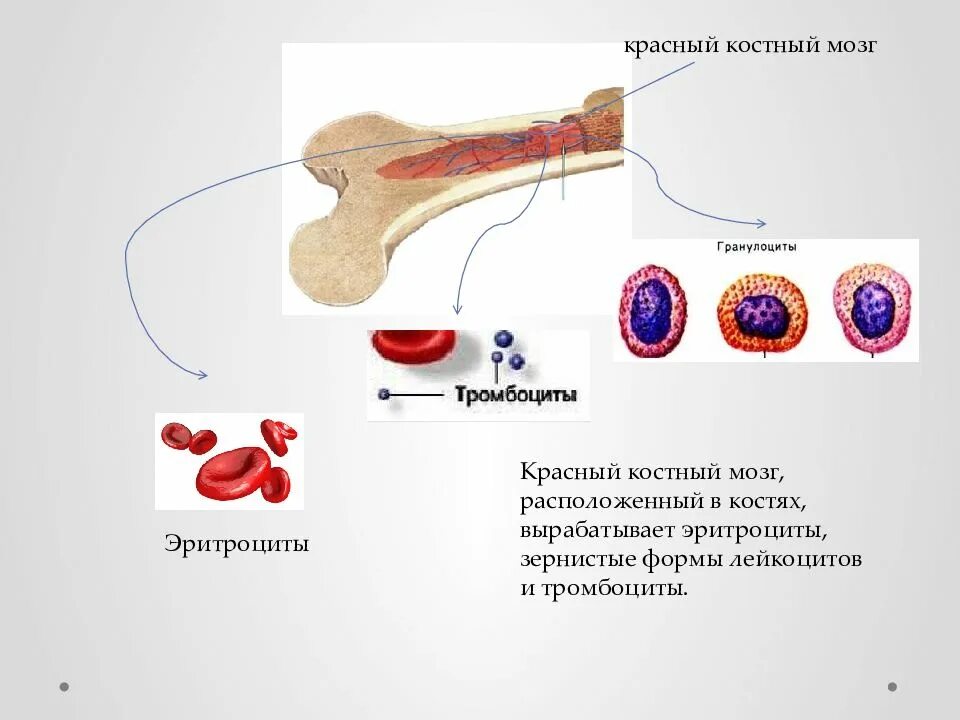 Красный костный мозг лейкоциты. Эритроциты образуются в костном мозге. Красный костный мозг образующиеся форменные элементы. Эритроциты вырабатываются в Красном костном мозге. Что будет если есть костный мозг