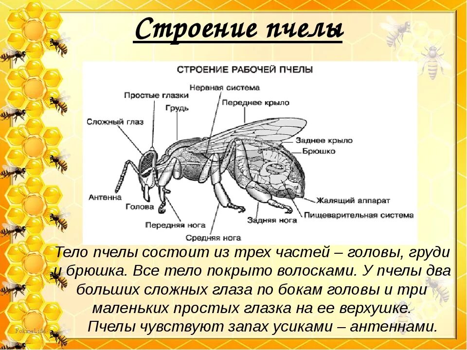 Какие части насекомого изображены. Строение тела пчелы медоносной. Строение крыльев пчелы медоносной. Внутреннее строение пчелы медоносной. Внутреннее и внешнее строение пчелы.