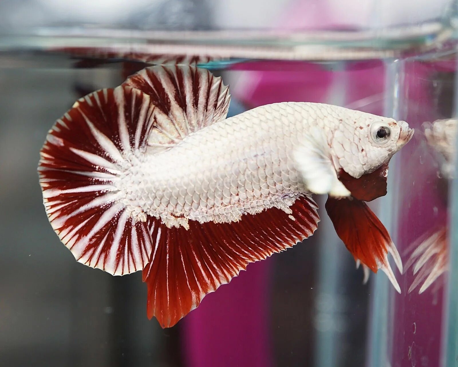 Betta splendens dragon. Сиамский петушок рыбка. Рыбка петушок коронохвостый. Рыбка петушок красный дракон. Петушок коронохвостый красный.