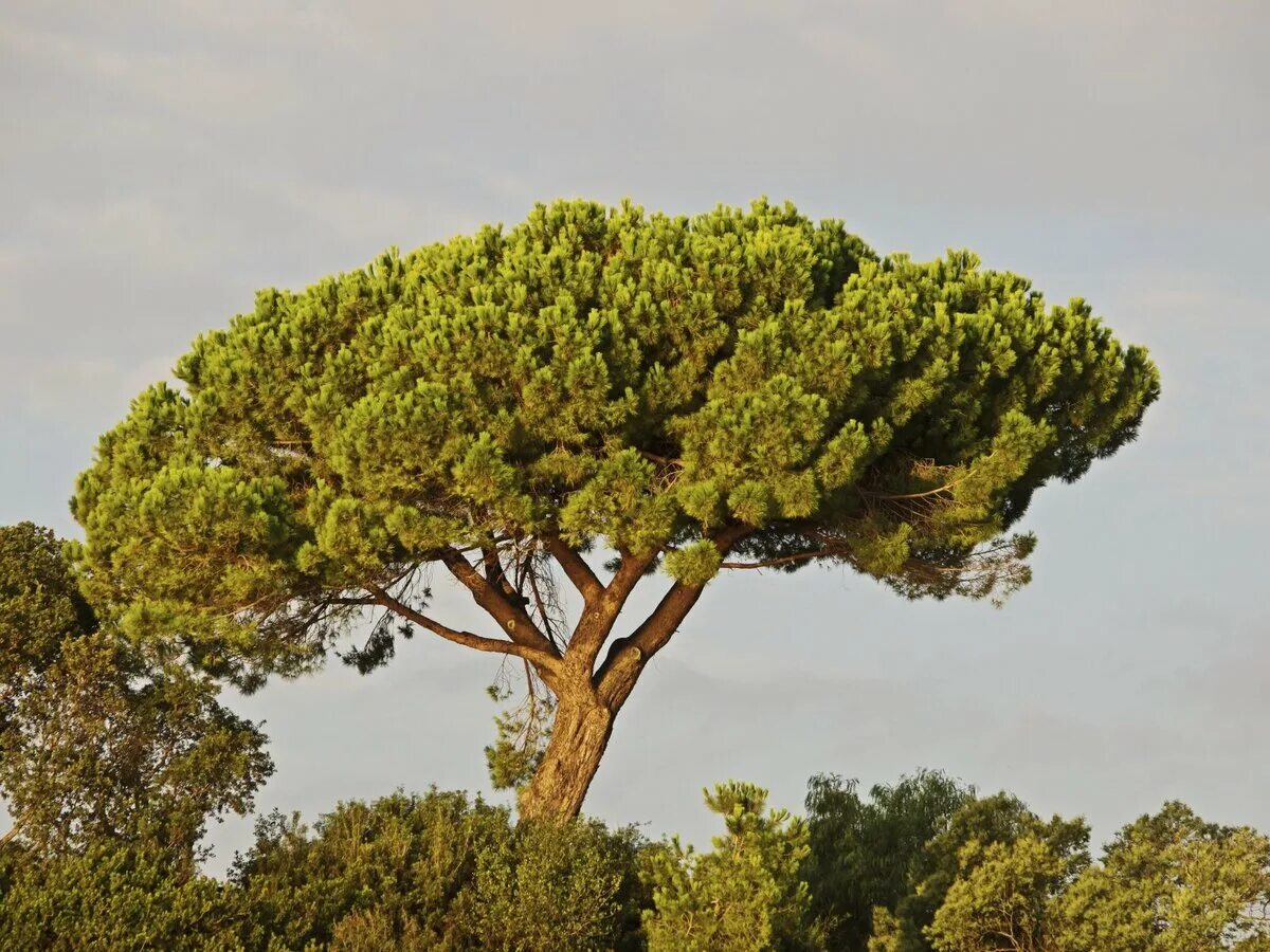 Пиния это. Средиземноморская сосна Пиния. Пиния (Pinus pinea). Сосна итальянская Пиния. Сосна Pinus pinea.