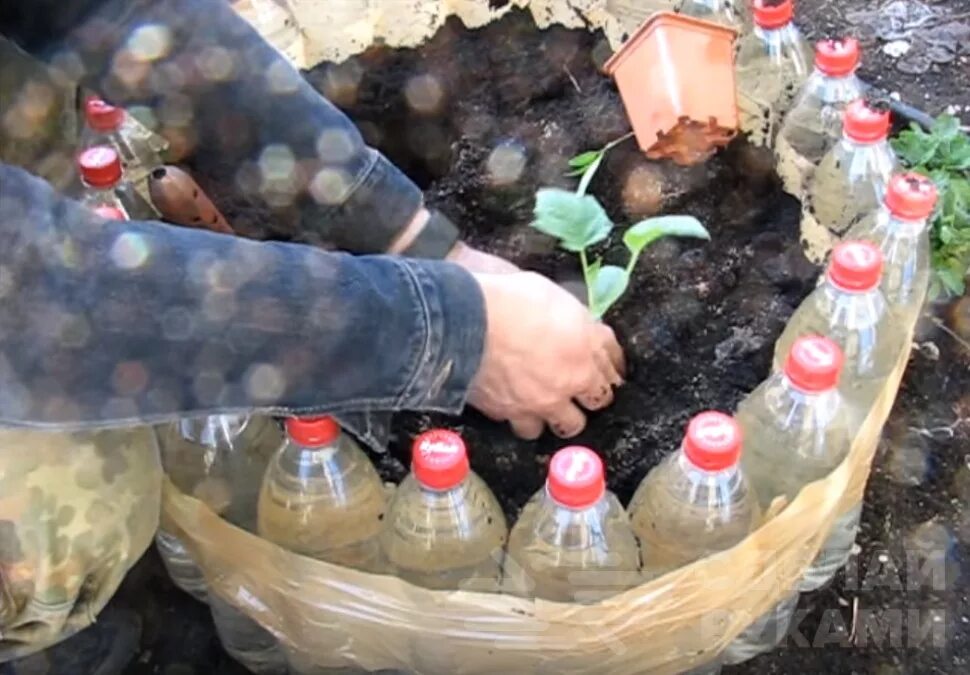 Огурцы под бутылкой