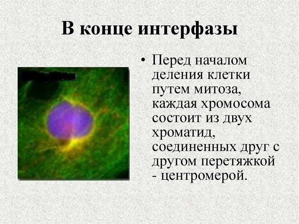 В конце интерфазы каждая хромосома состоит. Конец интерфазы. конец интерфазы митоза. в конце интерфазы митоза каждая хромосома. перед делением клетки в конце интерфазы происходит.