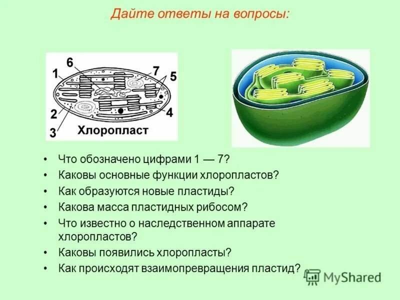 Есть ли хлоропласты. Строение хлоропласта рисунок с подписями и функции. Пластиды хлоропласты функции. Основная функция хлоропластов. Внутреннее строение хлоропласта.