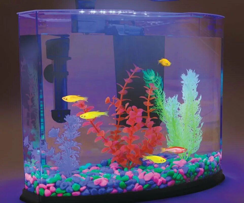 Флуоресцентные рыбки Glofish. Глоу Фиш в аквариуме. Аквариум (Fish Tank) 2009. Аквариум с глофиш рыбками.