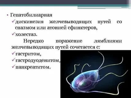 Лямблии в печени