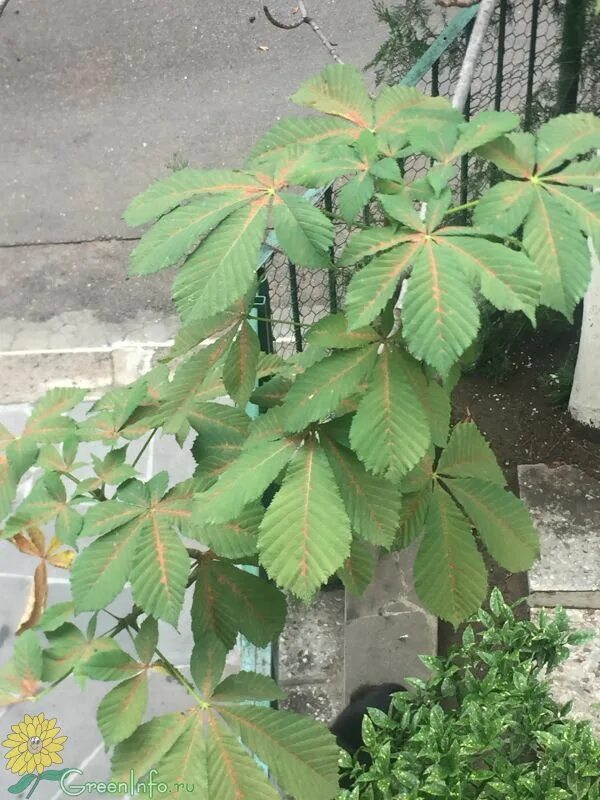 Стрижка каштана. Aesculus hippocastanum. Минирующая моль на конский каштан. Болезни каштана конского. Австралийский каштан морозостойкость.